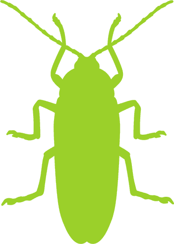 Insects (crawling)