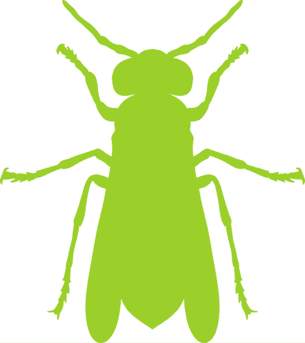Insects (flying)